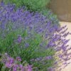 Pastor's Pride English Lavender -Plant Sale Store lavandula pastors pride lavender 1 2