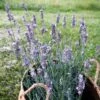 Sensational!™ Lavender 2 Sensational!™ Lavender -Plant Sale Store lavandula sensational lavender