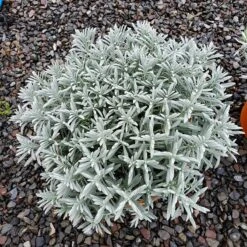 Sensational!™ Lavender 8 Sensational!™ Lavender -Plant Sale Store lavandula sensational 1