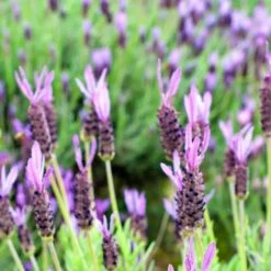 Purple Ribbon Spanish Lavender -Plant Sale Store lavandula stoechas purple ribbon spanish lavender flowers 1