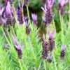 Purple Ribbon Spanish Lavender -Plant Sale Store lavandula stoechas purple ribbon spanish lavendr