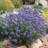 Thumbelina Leigh Dwarf English Lavender