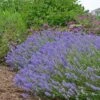 Blue Cushion English Lavender -Plant Sale Store lavandula blue cushion garden 10958 3