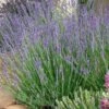 Gros Bleu French Lavender 2 Gros Bleu French Lavender -Plant Sale Store lavandula intermedia 63156 1 web 5