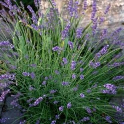 Sharon Roberts English Lavender -Plant Sale Store lavandula sharon roberts 1 1 1