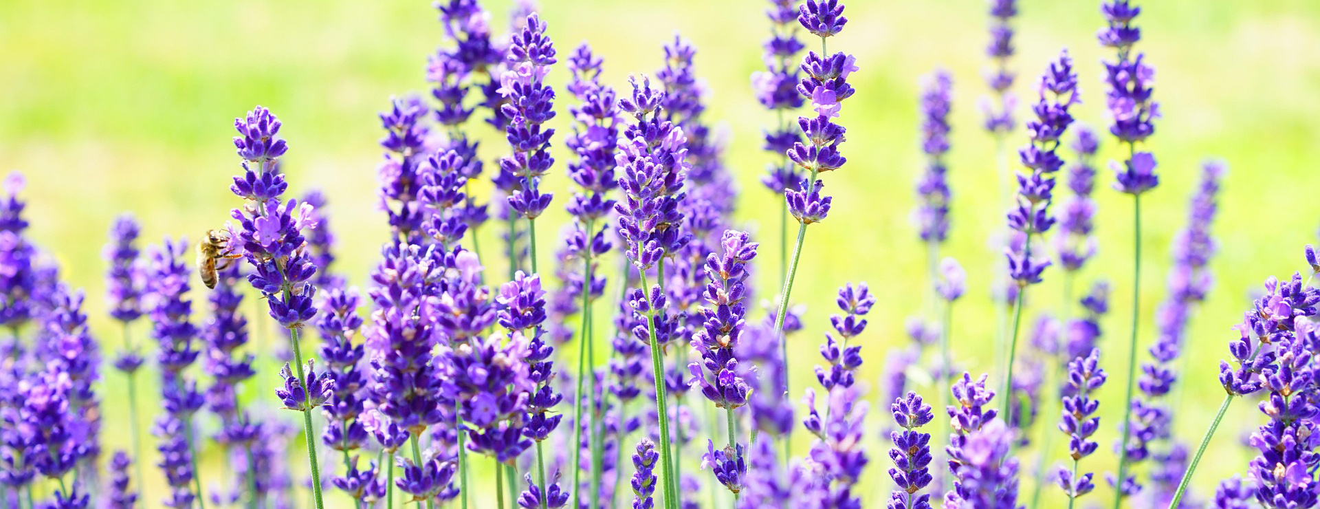 Plant Sale Store -Plant Sale Store lavender 2117431 1920