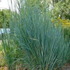 Great Basin Wildrye 5 Great Basin Wildrye -Plant Sale Store leymus cinereus great basin wildrye