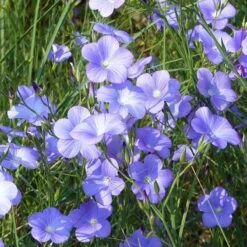 Spanish Blue Flax (Linum) -Plant Sale Store linum narbonense spanish blue flax 1 cropped
