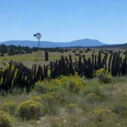 Little Prairie Native Wildflower Seed Mix 13 Little Prairie Native Wildflower Seed Mix -Plant Sale Store little prairie mix bouteloua gracilis meadow