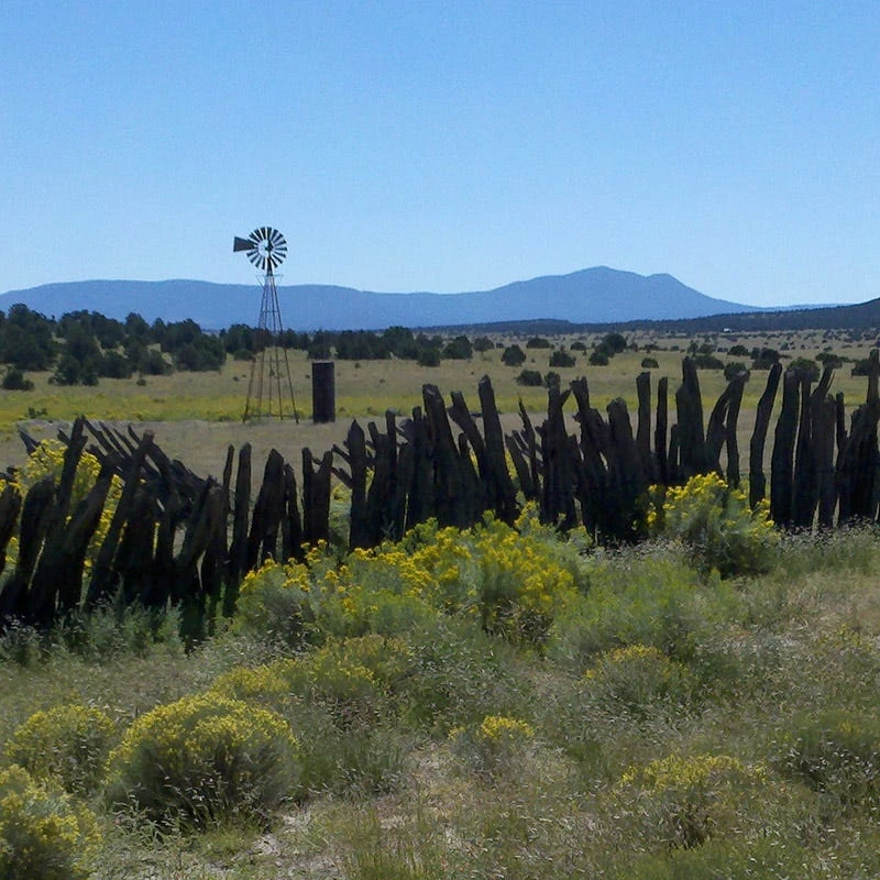 Little Prairie Native Wildflower Seed Mix 8 Little Prairie Native Wildflower Seed Mix - Image 6