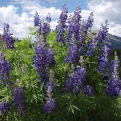 High Country Meadow Native Wildflower Seed Mix -Plant Sale Store lupine mountainside