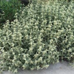Silver Edged Horehound (Marrubium) -Plant Sale Store marrubium rotundifolium silver edged horehound cindy jewell 3