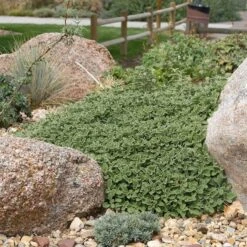 Silver Edged Horehound (Marrubium) -Plant Sale Store marrubium rotundifolium plant select cropped