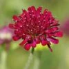 Mars Midget Pincushion Flower -Plant Sale Store mars midget pincushion flower knautia macedonica