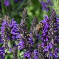 May Night Salvia -Plant Sale Store may night savlia bee