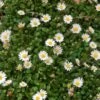 Miniature Mat Daisy (Bellium) -Plant Sale Store miniature mat daisy