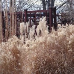 Gracillimus Miscanthus Grass -Plant Sale Store miscanthus ornamental grass winter