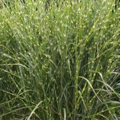 Gold Breeze Miscanthus Grass 6 Gold Breeze Miscanthus Grass -Plant Sale Store miscanthus sinensis gold breeze 1 1
