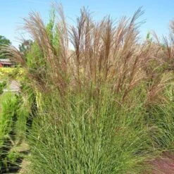 Gracillimus Miscanthus Grass -Plant Sale Store miscanthus gracillimus hni 03 cropped
