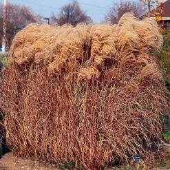 Gracillimus Miscanthus Grass -Plant Sale Store miscanthus gracillimus walters gardens cropped