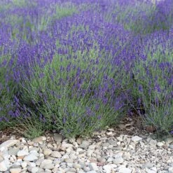 Mitcham Gray English Lavender -Plant Sale Store mitcham gray english lavender 1