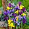 Dwarf Specie Iris Mix (Mini Iris) -Plant Sale Store mixed specie iris visi09644