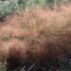 Undaunted® Ruby Muhly Grass -Plant Sale Store muhlenbergia reverchonii 3