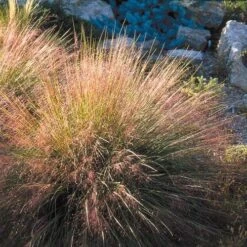Undaunted® Ruby Muhly Grass -Plant Sale Store muhlenbergia reverchon 71138 1 web 4