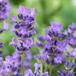 Munstead Violet English Lavender -Plant Sale Store munstead violet english lavender closeup