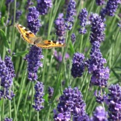 Munstead Violet English Lavender -Plant Sale Store munstead violet english lavender meadow pollinator