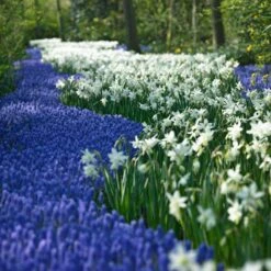 Thalia Daffodil -Plant Sale Store narcissus thalia muscari armen 2