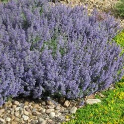 Select Blue Nepeta 7 Select Blue Nepeta -Plant Sale Store nepeta faassenii select blue delosperma nubiginum
