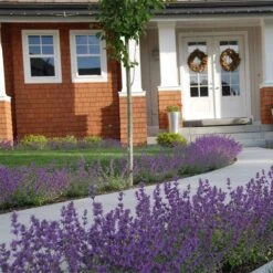 Little Trudy® Nepeta -Plant Sale Store nepeta little trudy catmint must credit plant select 1