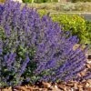 Walker's Deep Blue Nepeta -Plant Sale Store nepeta walkers dark blue 4 cc cropped 1