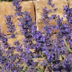 Walker's Deep Blue Nepeta -Plant Sale Store nepeta walkers dark blue close up of flwr cropped