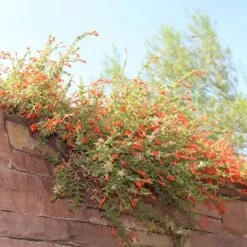 Orange Carpet® Creeping Hummingbird Trumpet (Zauschneria) -Plant Sale Store orange carpet creeping hummingbird trumpet zauschneria hanging garden flowers