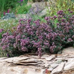 Rotkugel Ornamental Oregano -Plant Sale Store origanum rotkugel 1 cropped web