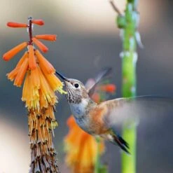 Dwarf Red Hot Poker -Plant Sale Store pam koch hummingbird and kniphofia az