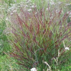 Shenandoah Switch Grass -Plant Sale Store panicum shenandoah hni 01 cropped