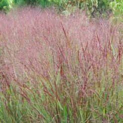 Shenandoah Switch Grass -Plant Sale Store panicum shenandoah hni 1 cropped