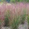 Shenandoah Switch Grass -Plant Sale Store panicum shenandoah hni cropped