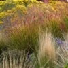 Ruby Ribbons® Prairie Switchgrass -Plant Sale Store panicum virgatum ruby ribbons