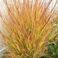 Ruby Ribbons® Prairie Switchgrass 9 Ruby Ribbons® Prairie Switchgrass -Plant Sale Store panicum virgatum ruby ribbons 2 1