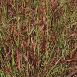 Shenandoah Switch Grass -Plant Sale Store panicum virgatum shenandoah 74540 web 2 1