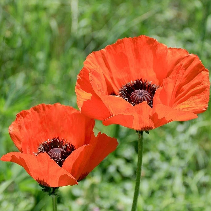 Brilliant Oriental Poppy 5 Brilliant Oriental Poppy - Image 3