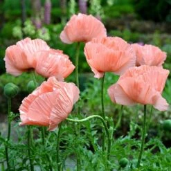 Princess Louise Oriental Poppy -Plant Sale Store papaver orientale princess louise oriental poppy 2