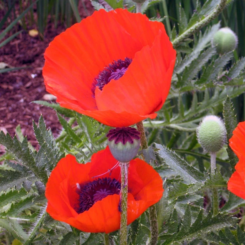 Brilliant Oriental Poppy 4 Brilliant Oriental Poppy - Image 2