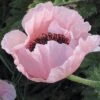 Coral Reef Oriental Poppy -Plant Sale Store papaver orientale coral reef