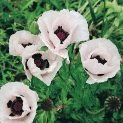 Royal Wedding Oriental Poppy -Plant Sale Store papaver orientale royal wedding 1