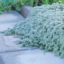 Plant Sale Store -Plant Sale Store paronychia kepela serpyllifolia 74878 1 web 1